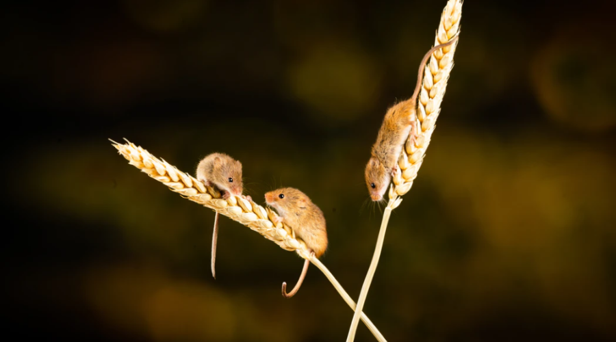 Three blind mice, with Scott McLean